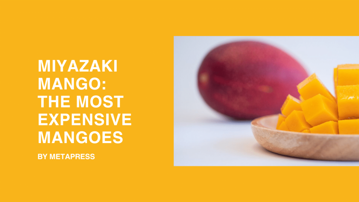 Miyazaki Mango The Most Expensive Mangoes