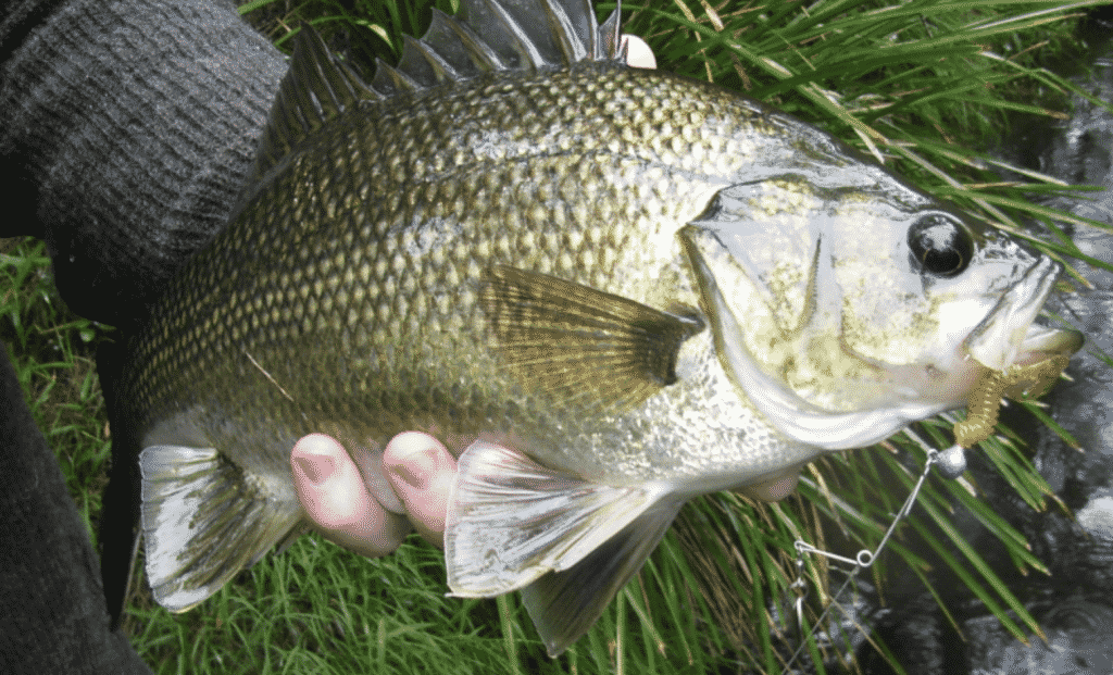 John Dory Fish Found In Australia