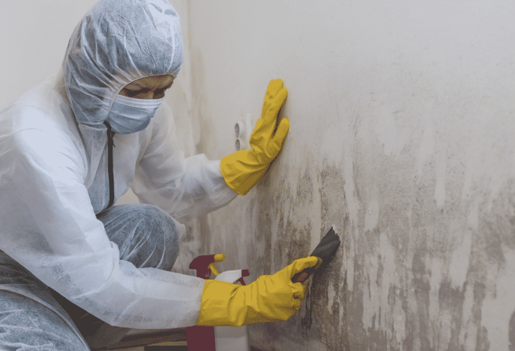 5 Things You Must Know About Restoration1 Mold Removal