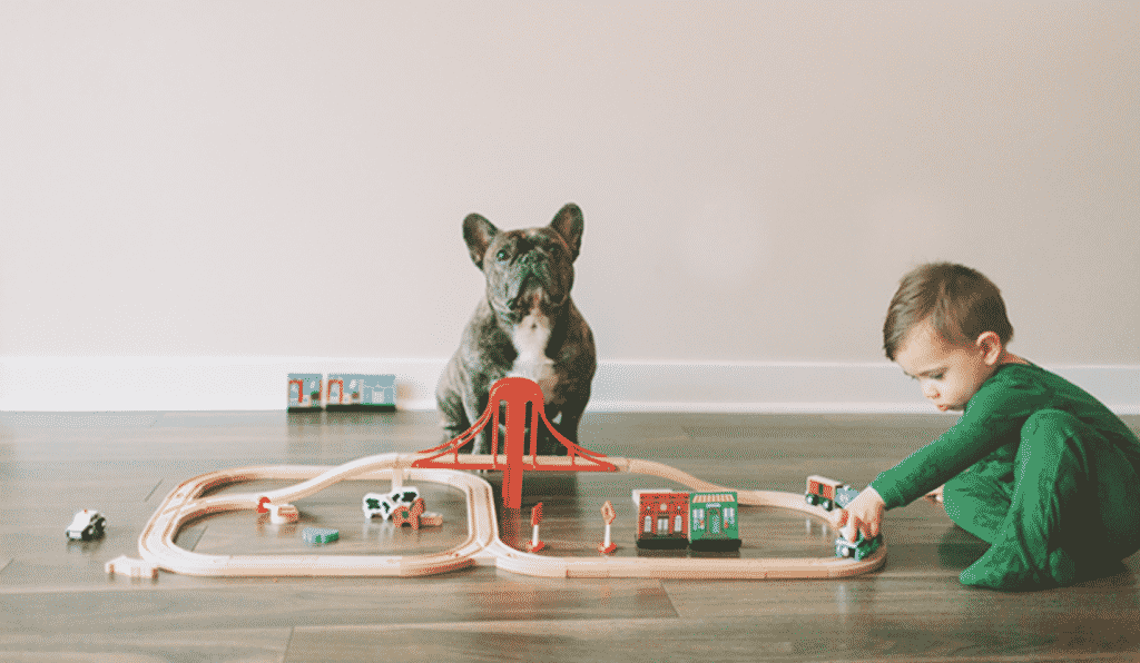 How Is Dog Insurance Worthy 
