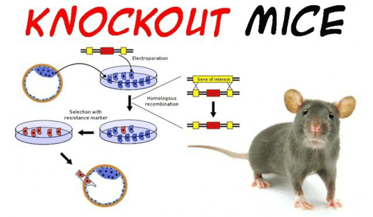 What is a Conditional Knockout Mouse and Its Necessity?