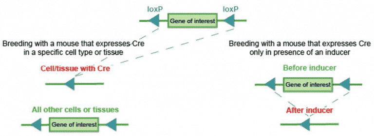 What is a Conditional Knockout Mouse and Its Necessity?