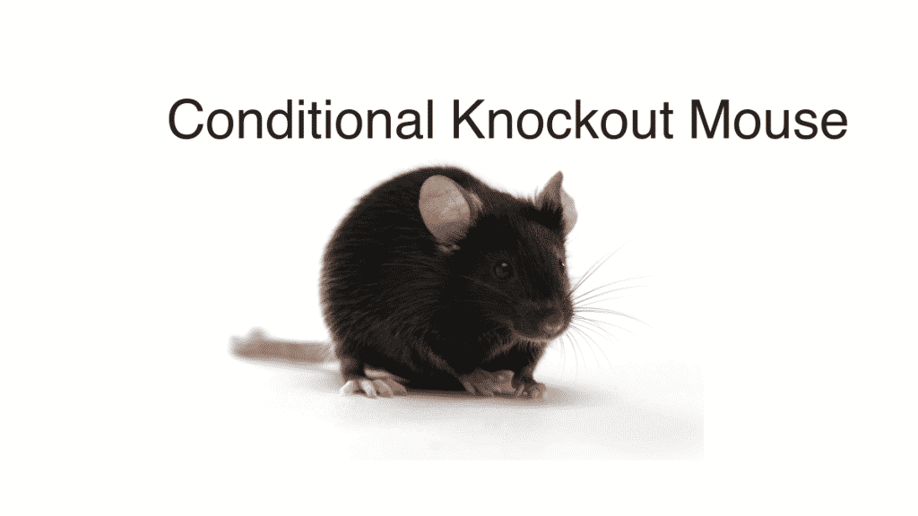 What is a Conditional Knockout Mouse and Its Necessity
