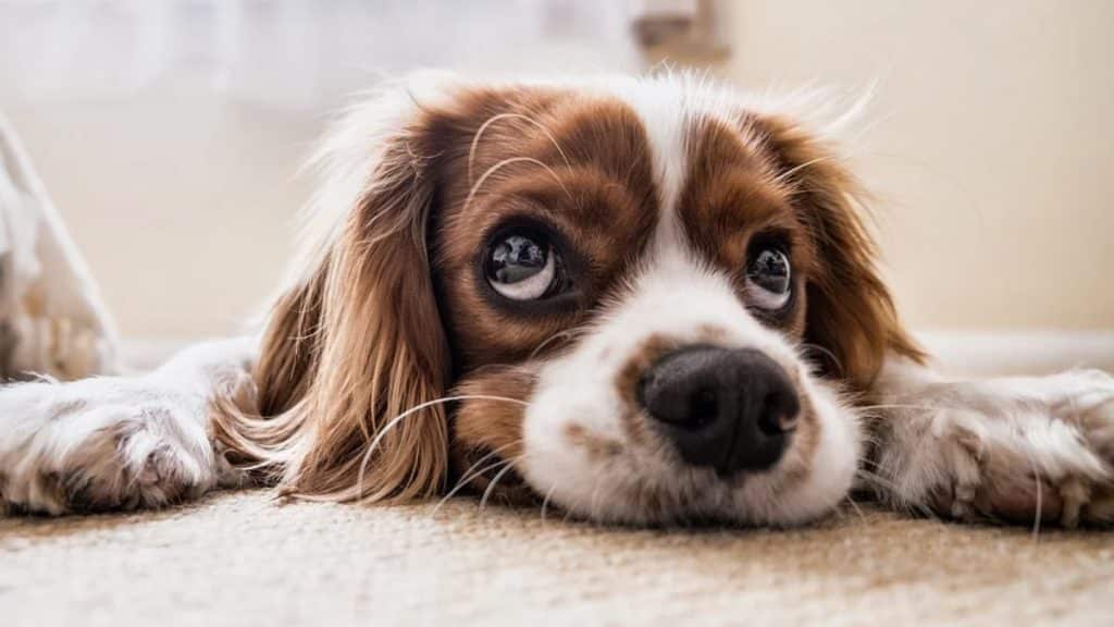 Can SOS Meds Help Your Furry Friend Cope With Pain?