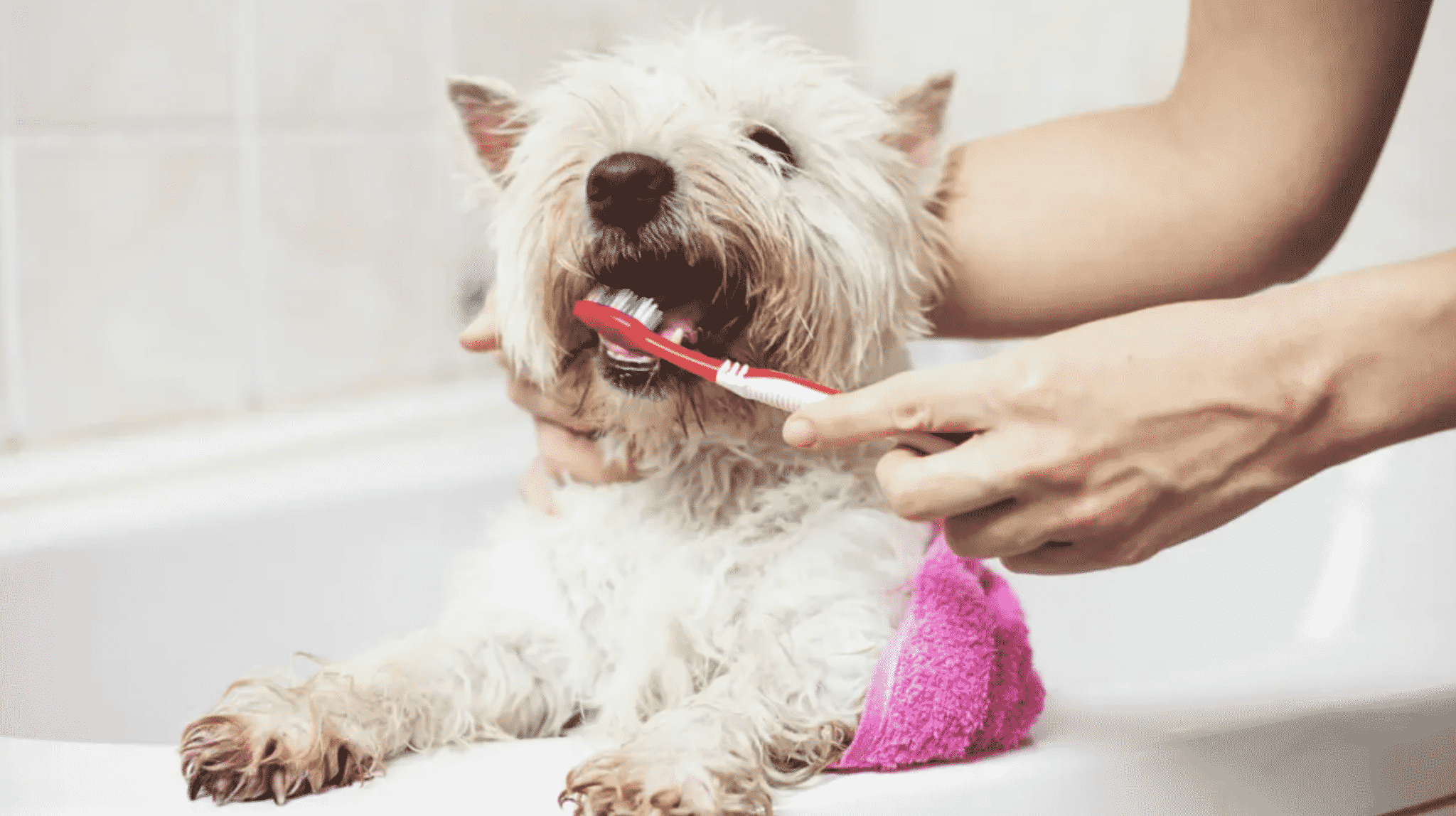 how-to-care-for-a-dog-after-neutering-surgery-the-first-24-hours