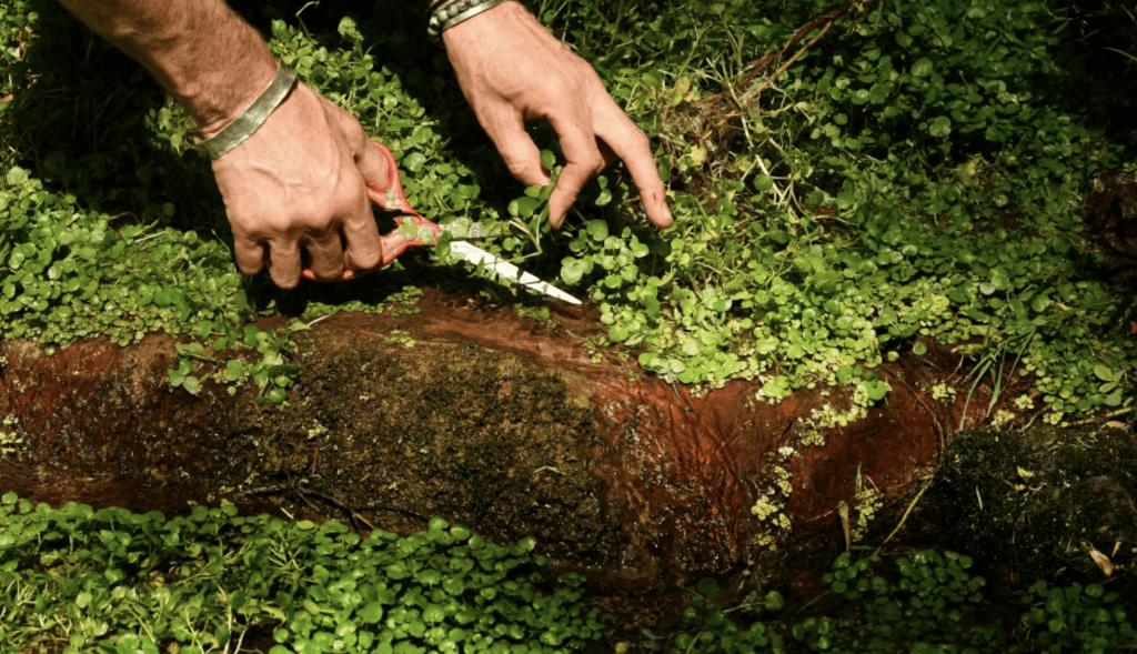 7 Wild Foods To Forage on Your Next Colorado Camping Trip