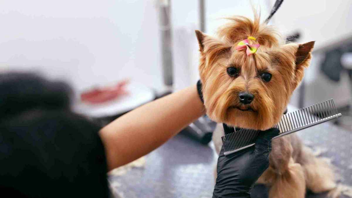 How Often Should Your Dog Be Groomed 