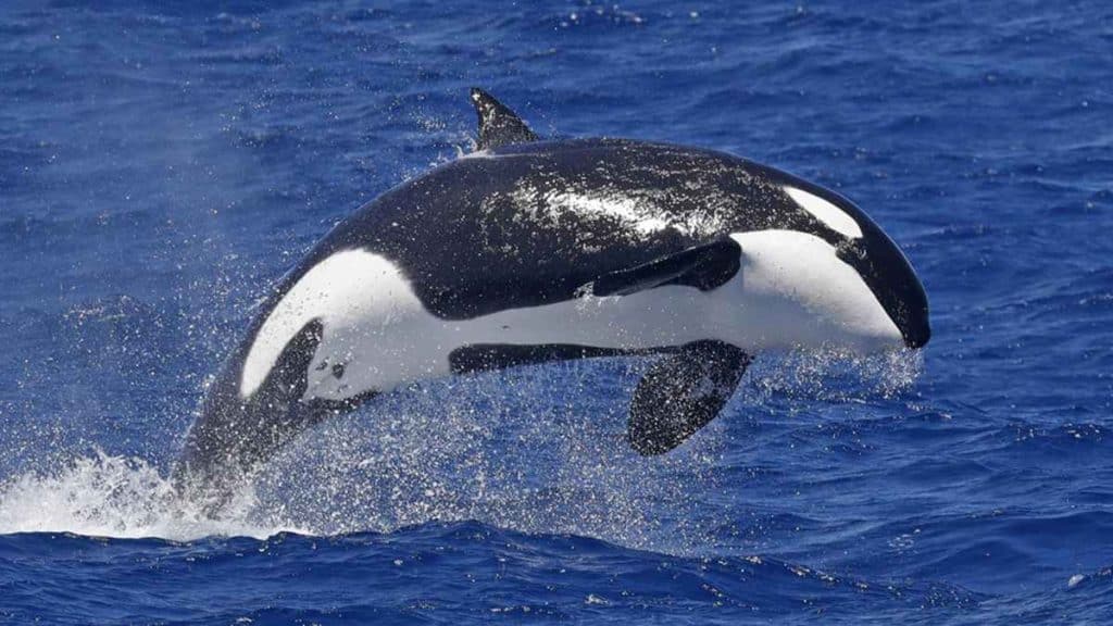 Whale Watching Bremer Bay A Must-Do Adventure In Western Australia