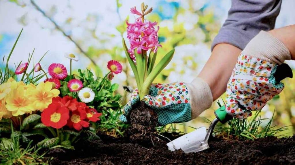 11 Ways to Become a More Experienced Gardener