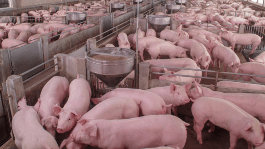 The Benefits of Automated Feeding Systems for Pig Farms