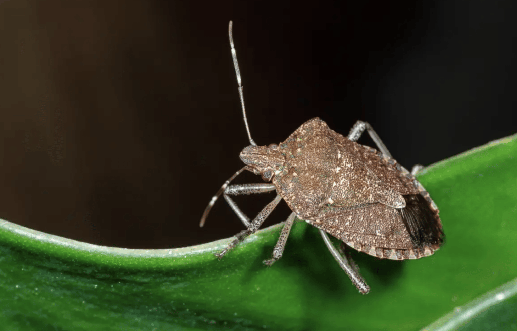 Why Are Stink Bugs Invading Your Home?