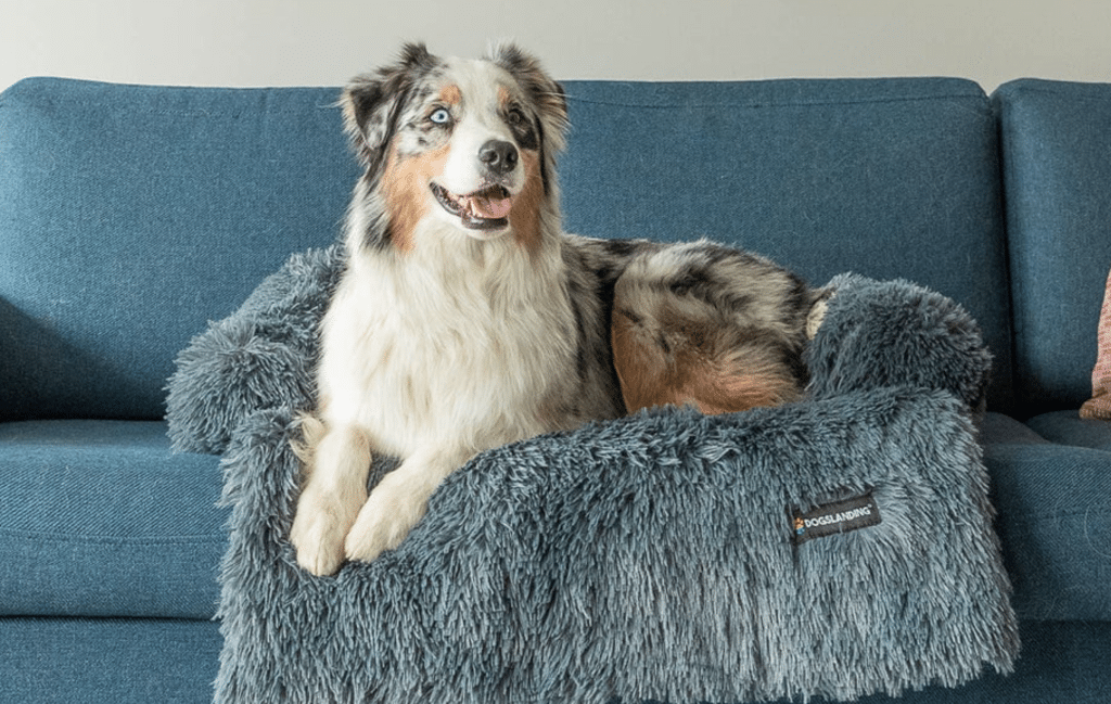 Calming Beds For Dogs: Do They Work?