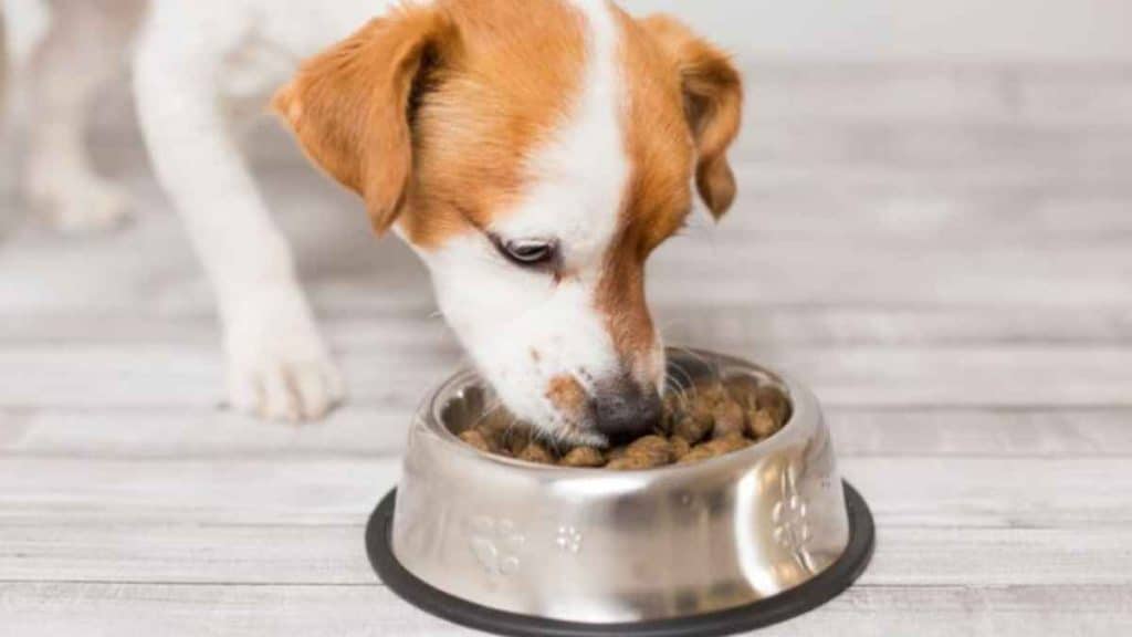 Keep Your Pup Healthy Tips for Preventing Dog Food Allergies