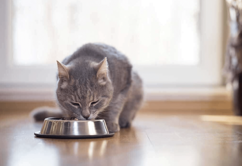 The Importance of Proper Feeding Schedule for Your Cat's Health & Well-Being