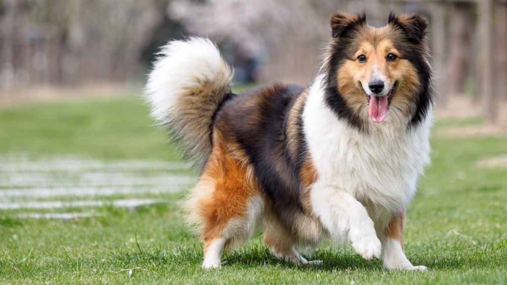 Uncovering the Most Intelligent Dog Breeds