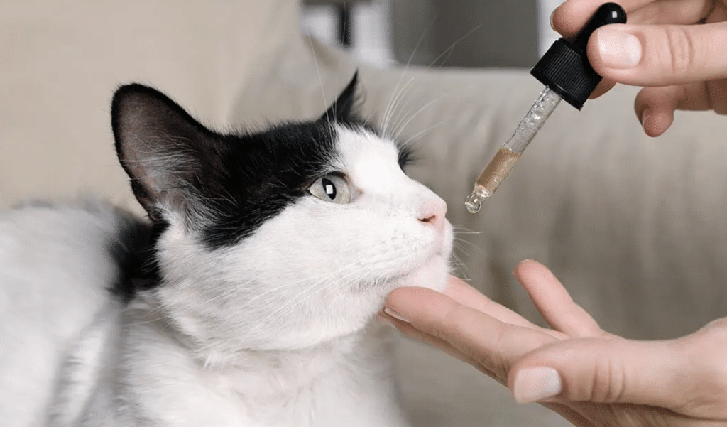 Exploring the Potential Oil for Cat Health and Wellness