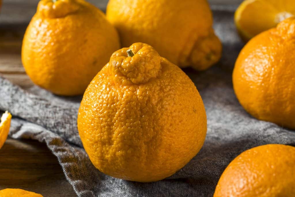 The Dekopon Citrus From Japan Expensive Fruit Market