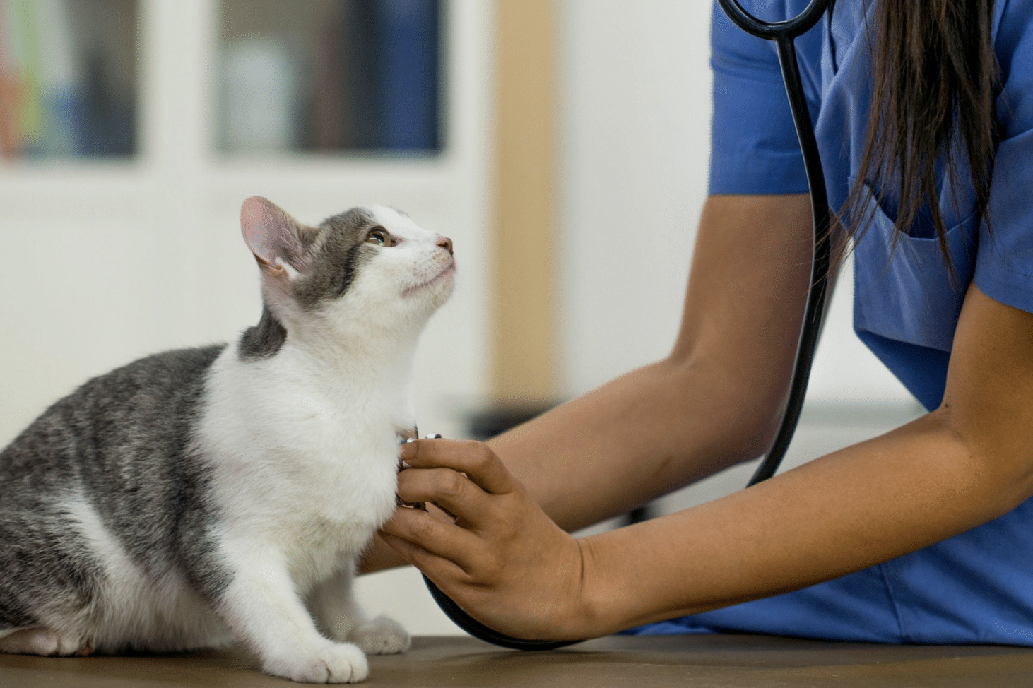 Meowvelous Benefits Exploring Alternative Medicine for Cats