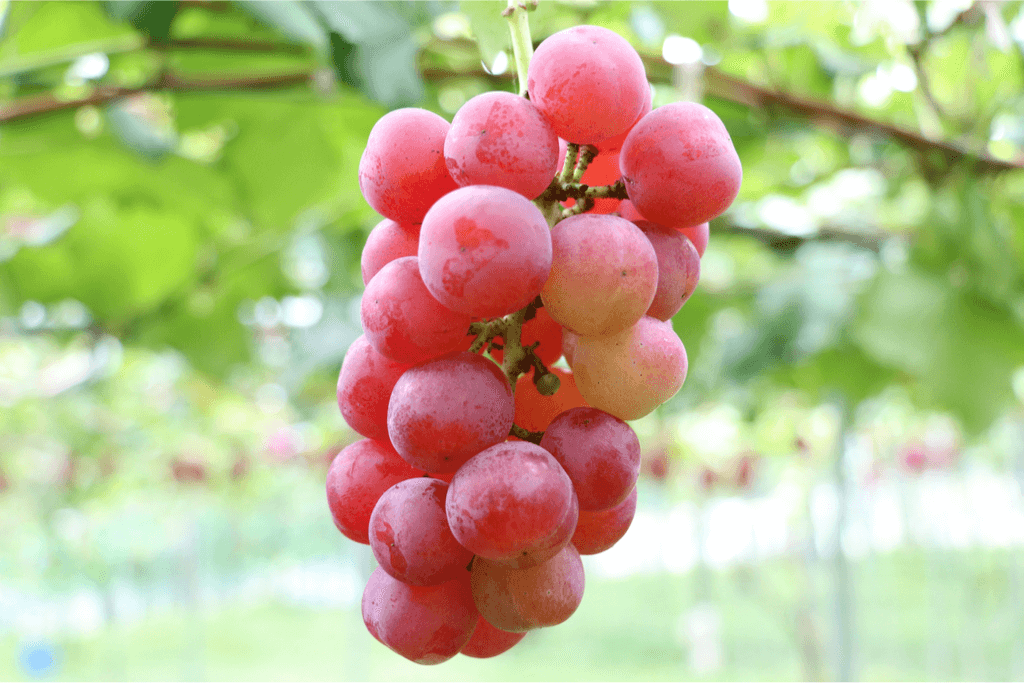 Ruby Roman Grapes From Japan Expensive Fruit Market