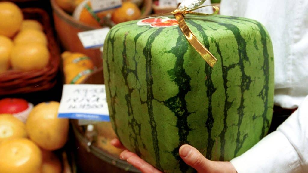 The Zentsuji (Square) Watermelon From Japan Expensive Fruit Market