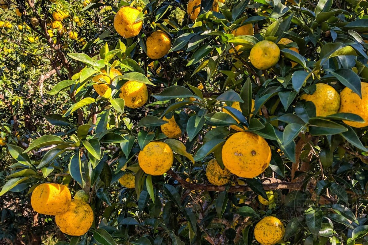 Yuzu Fruit: The Citrus Superfruit You Need to Know About