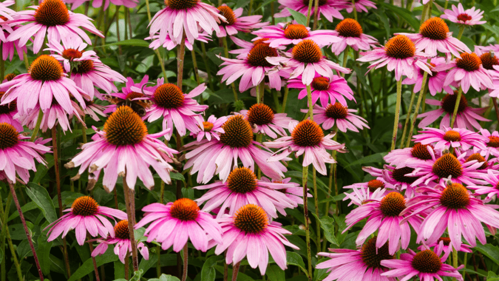 The Native Gardening Craze Sweeping the Nation