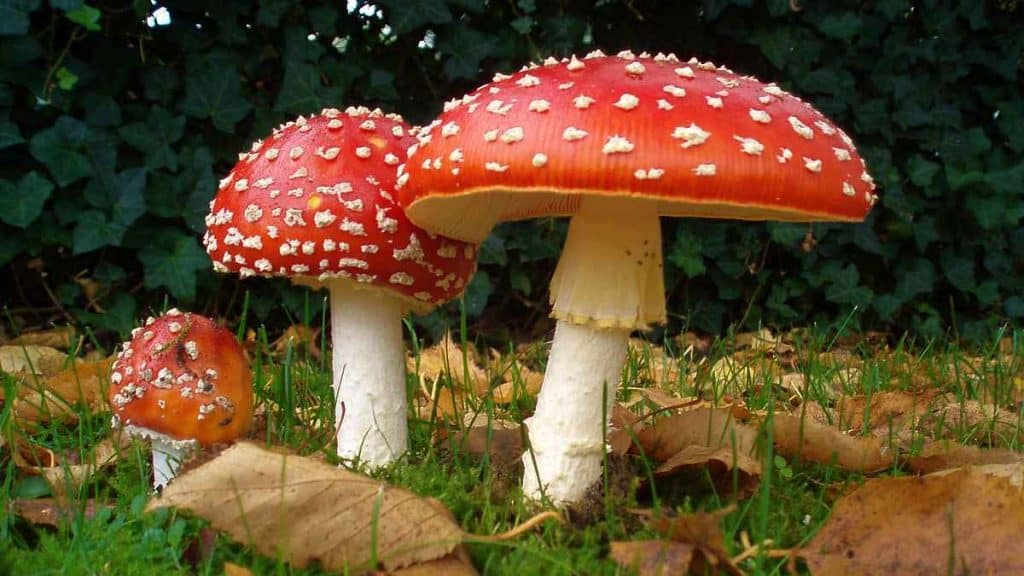 Amanita Muscaria History and Folklore