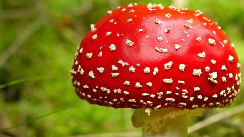 Amanita Muscaria's History, Culture, and Legends