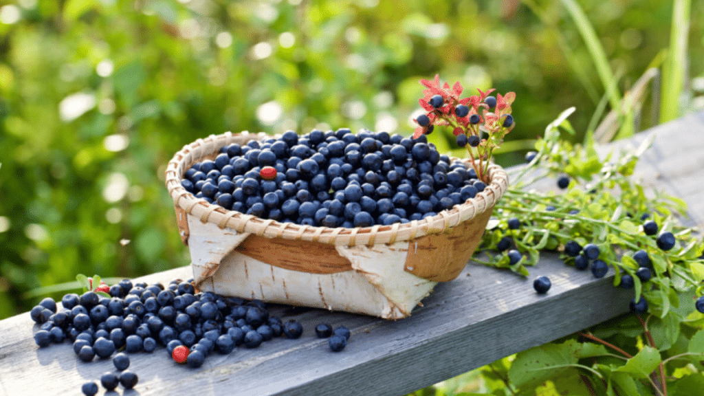 Choosing the Best Bilberry Supplement for Your Health What You Need to Know