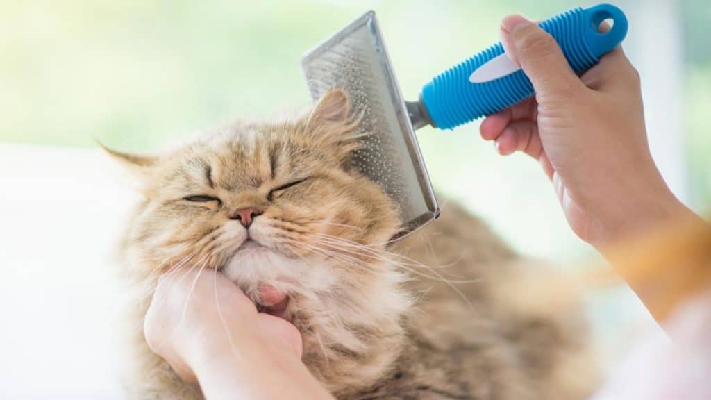 Why Does Your Cat Need Grooming?