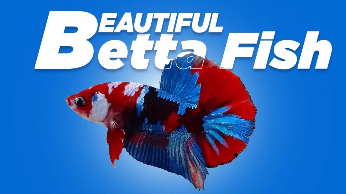 Koi betta fish outlet care