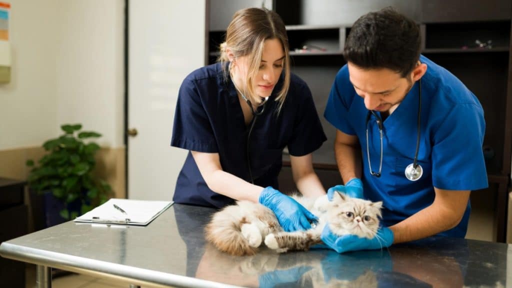 What Skills Do Veterinarians Need?