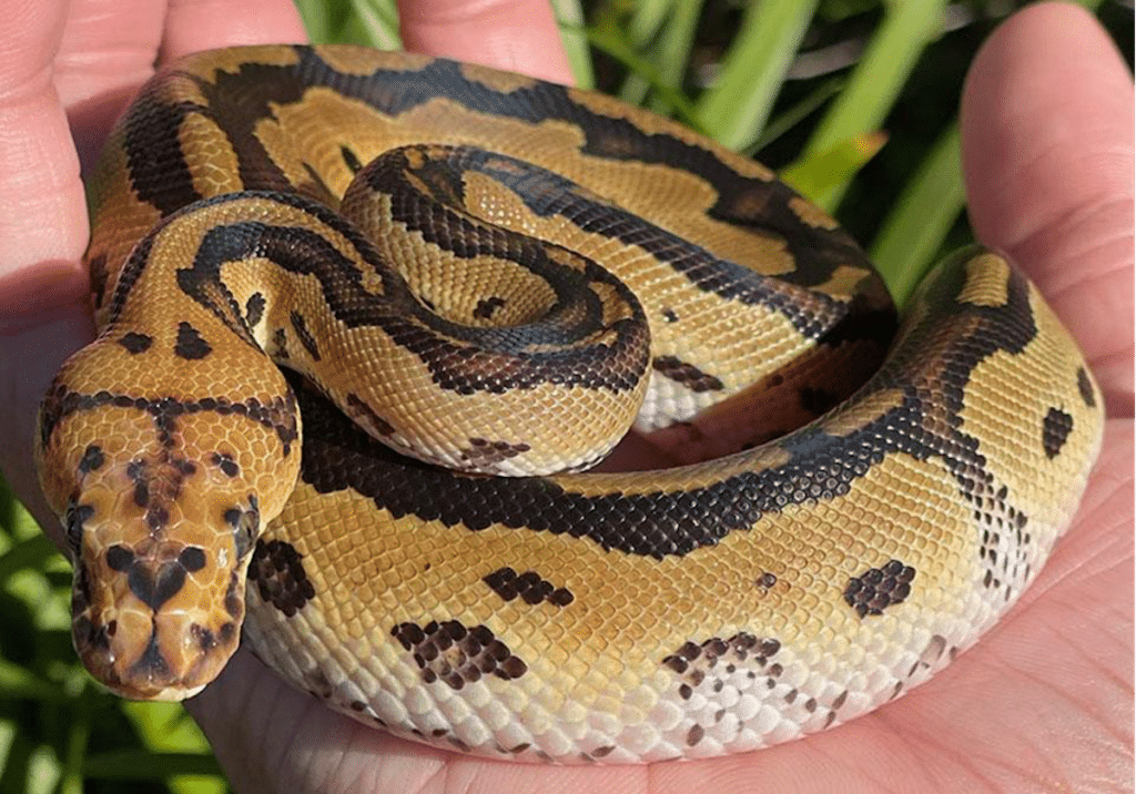 Are Pet Pythons Actually Friendly?