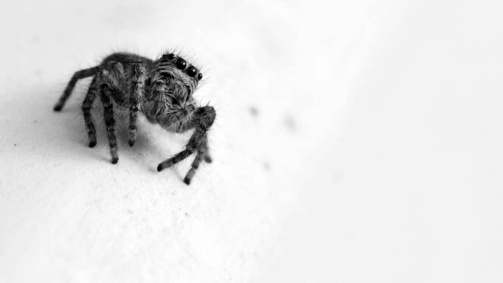 Top 5 Ways to Keep Spiders Out From Your House