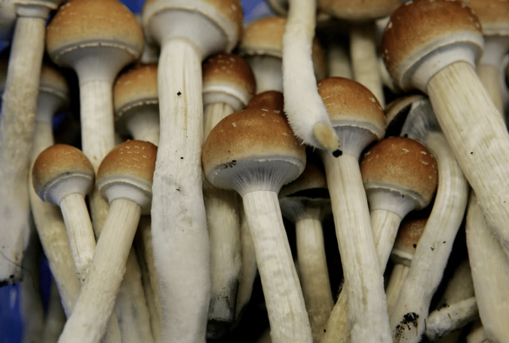 Ordering Shrooms on the Internet in Canada