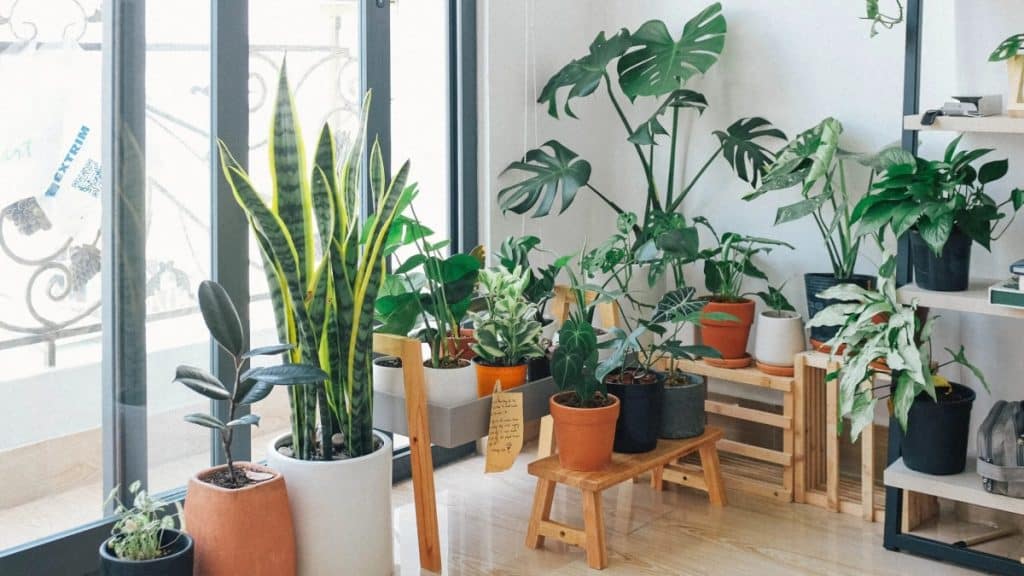 Integrating Indoor Plants into Interior Design