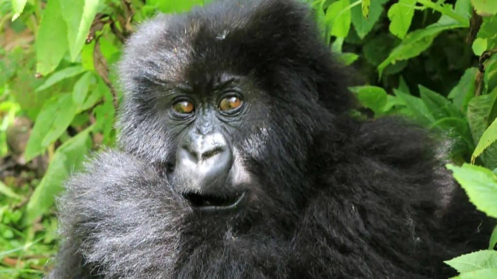 Uganda Increases Gorilla Trekking Permit Fees