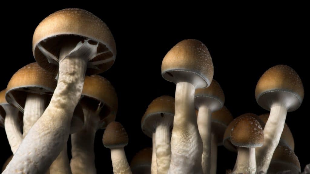 Understanding Magic Mushroom Natural Habitat and Life Cycle