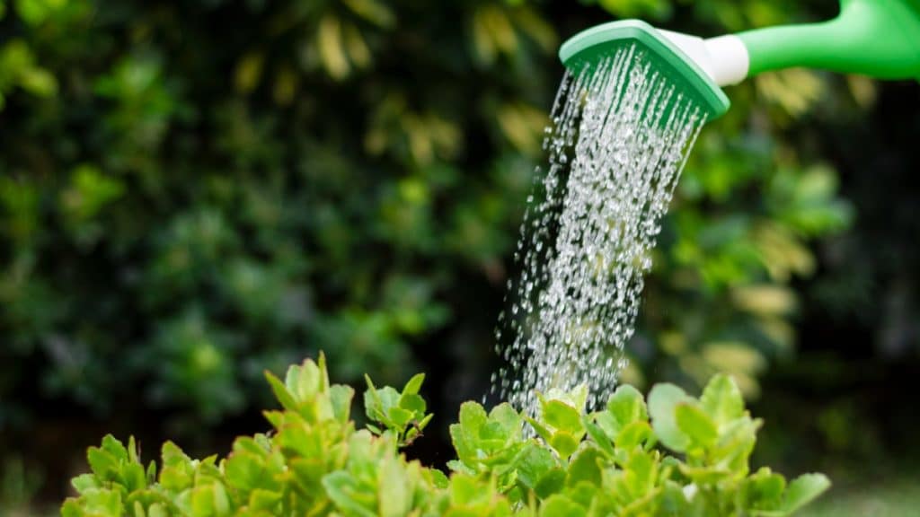 A Guide to Efficient Irrigation Practices for Overcoming Water Scarcity Challenges