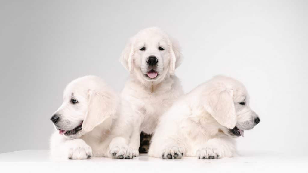 Is an English Lab puppy the right dog for you?