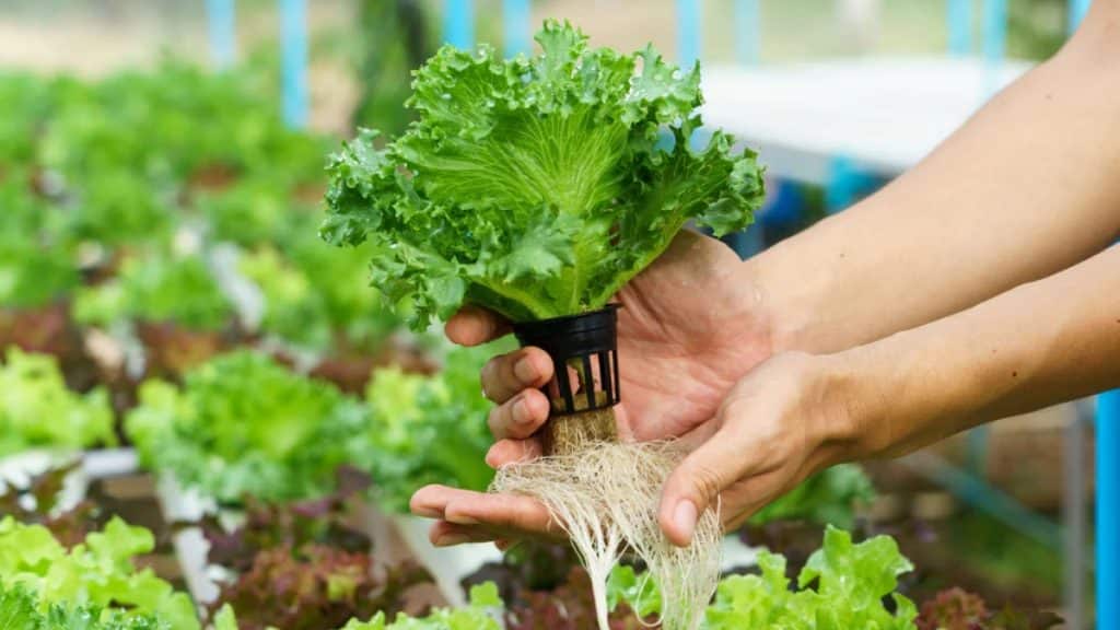 What Are Hydroponic Systems and How Do They Work?