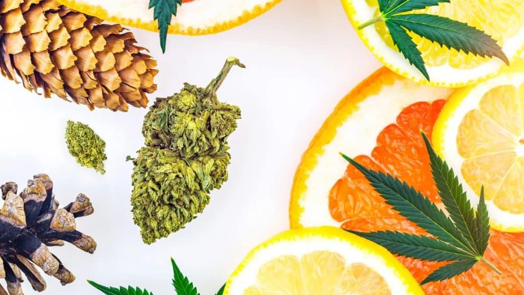 Exploring the Latest Trends Unlocking the Potential of Terpenes