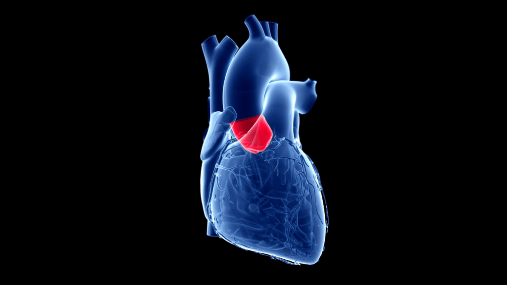 Navigating Aortic Valve Stenosis Treatment in Germany A Detailed Patient Guide