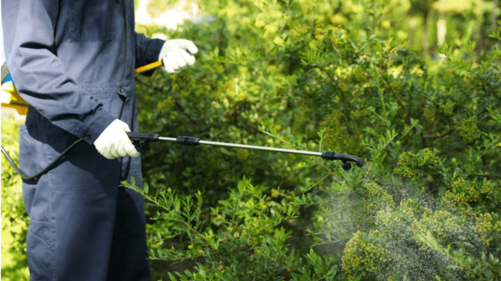 Pest Problems in Sydney? Discover the Best Solutions Here