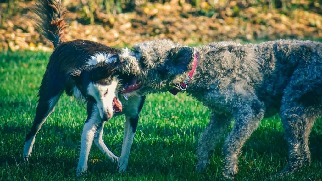 What Are the Best Ways to Intervene in a Dog Fight Safely?