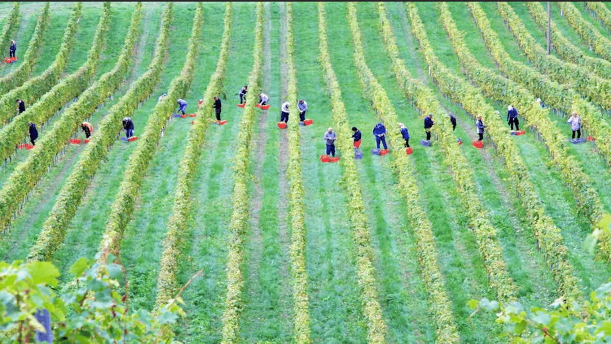 7 Strategies For Farmers To Mitigate Labor Costs