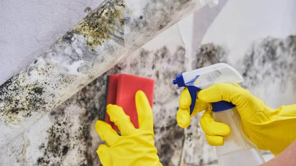 Effective Techniques for Mold Remediation in Nashville