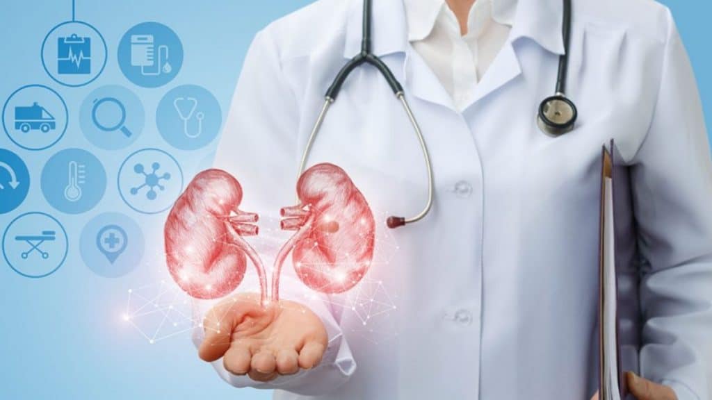 What Is Nephrology What Does a Renal Doctor Do?