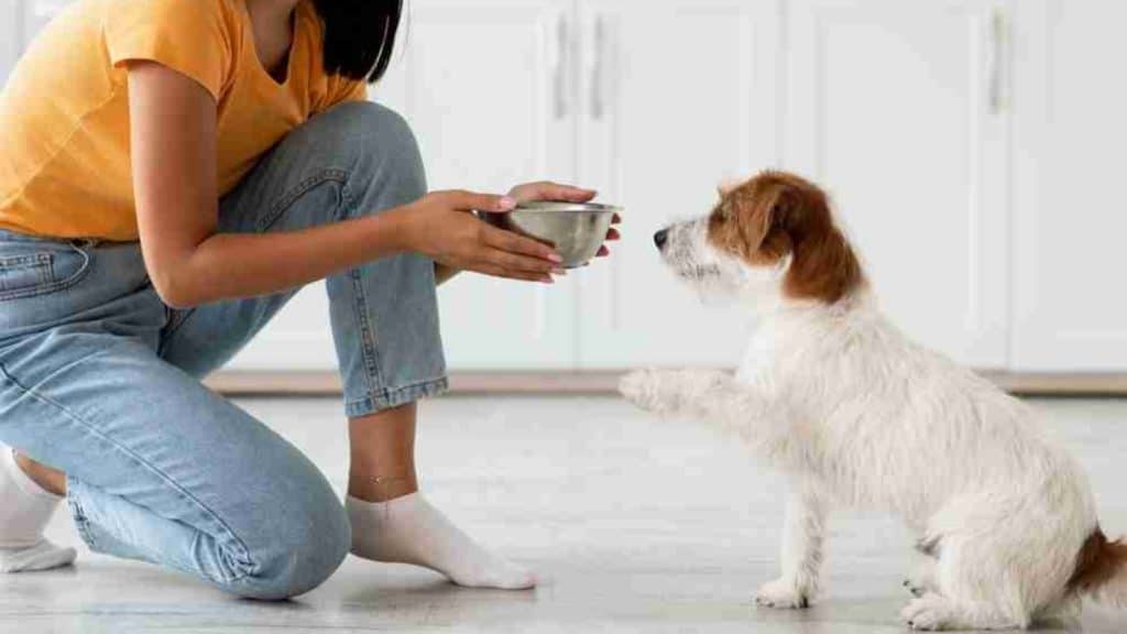 A Guide to Selecting the Best Pet Products for Your Pets