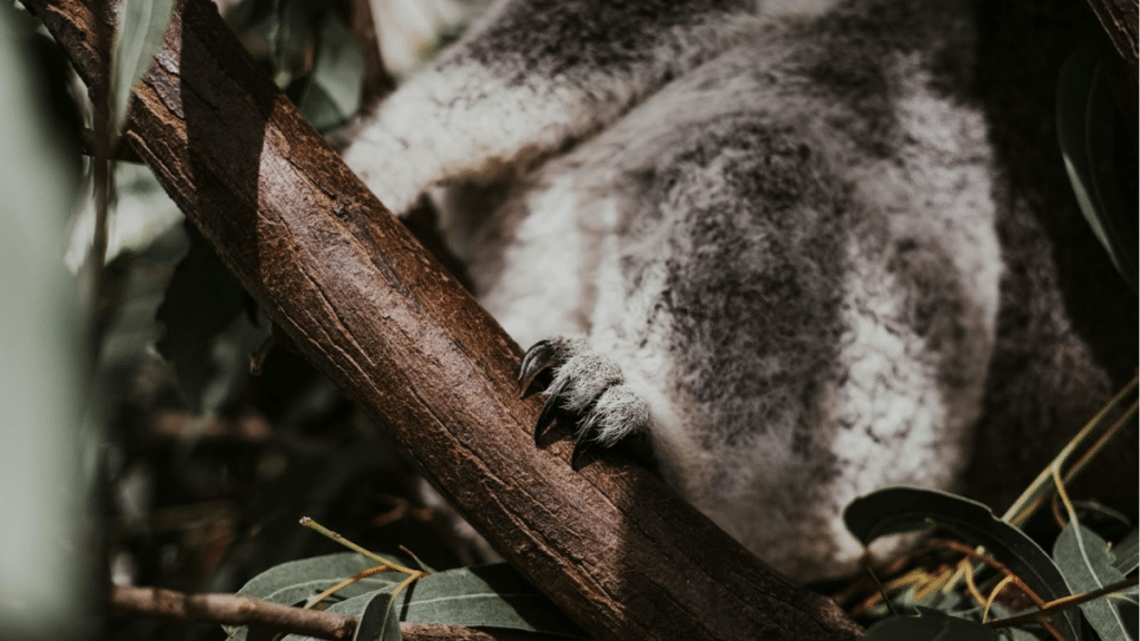 How Eucalyptus Sheets Can Improve Your Sleep Quality